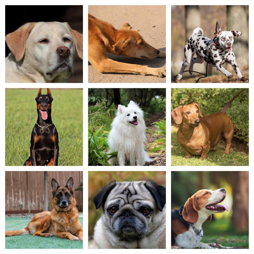 Cheapest Dog Breed In India